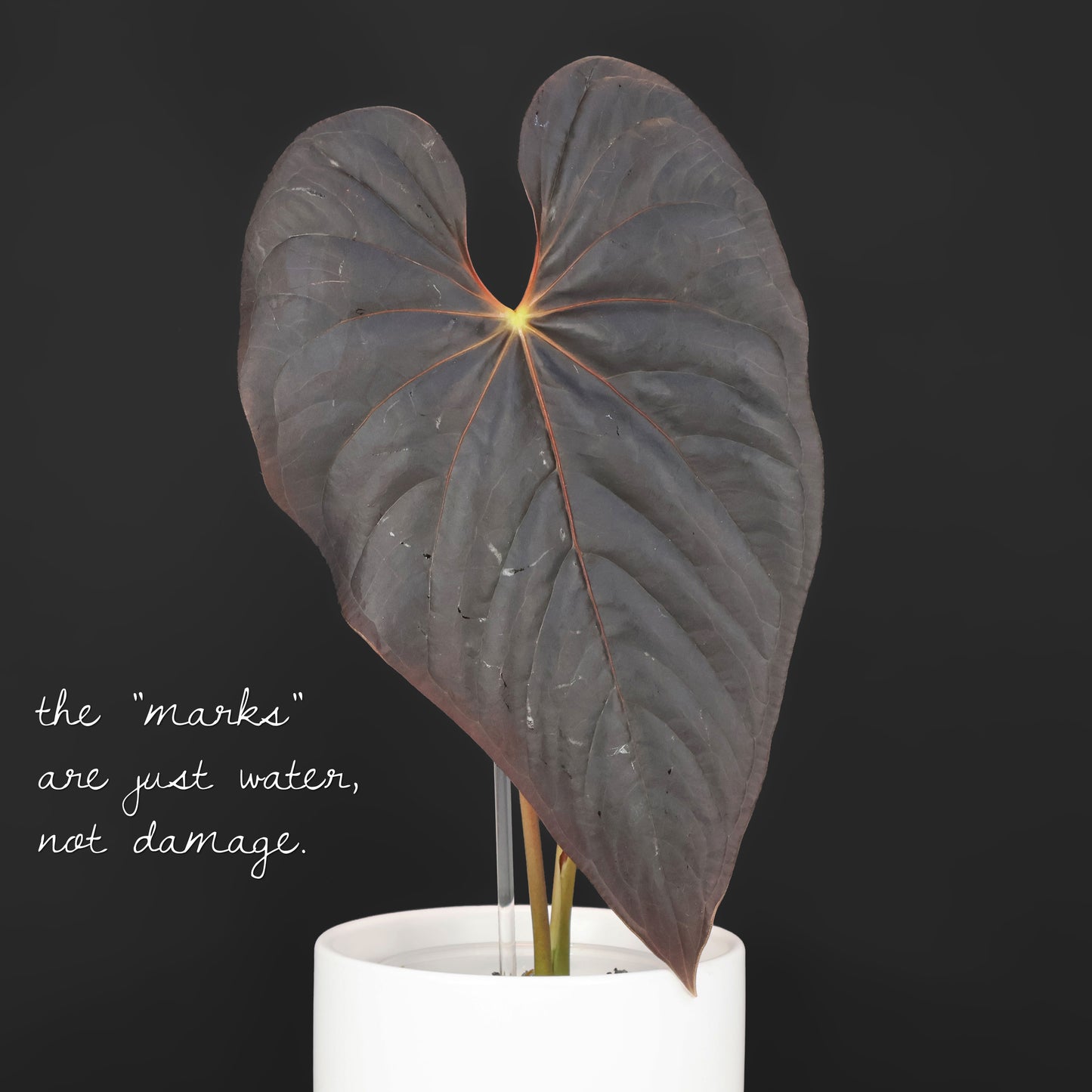 Anthurium Misterioso Chico Oscuro
