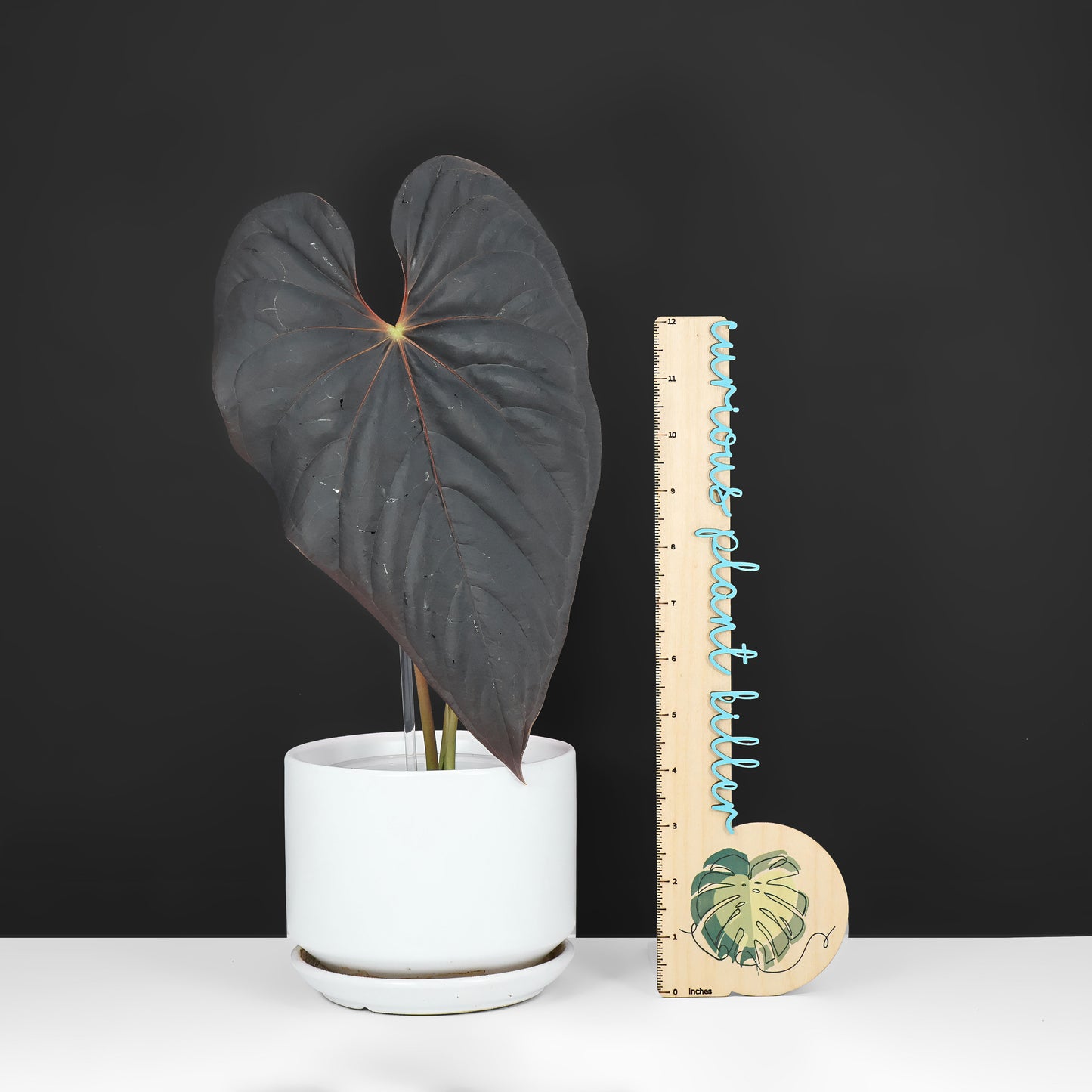 Anthurium Misterioso Chico Oscuro