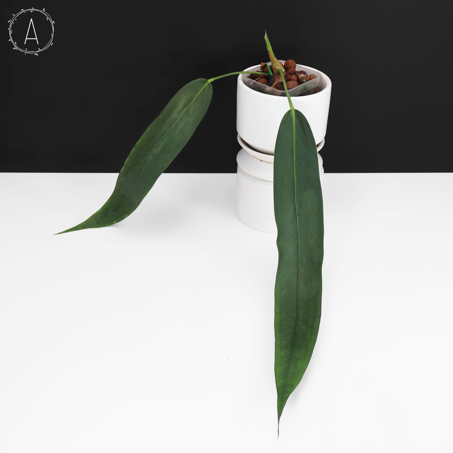 Anthurium Wendlingeri