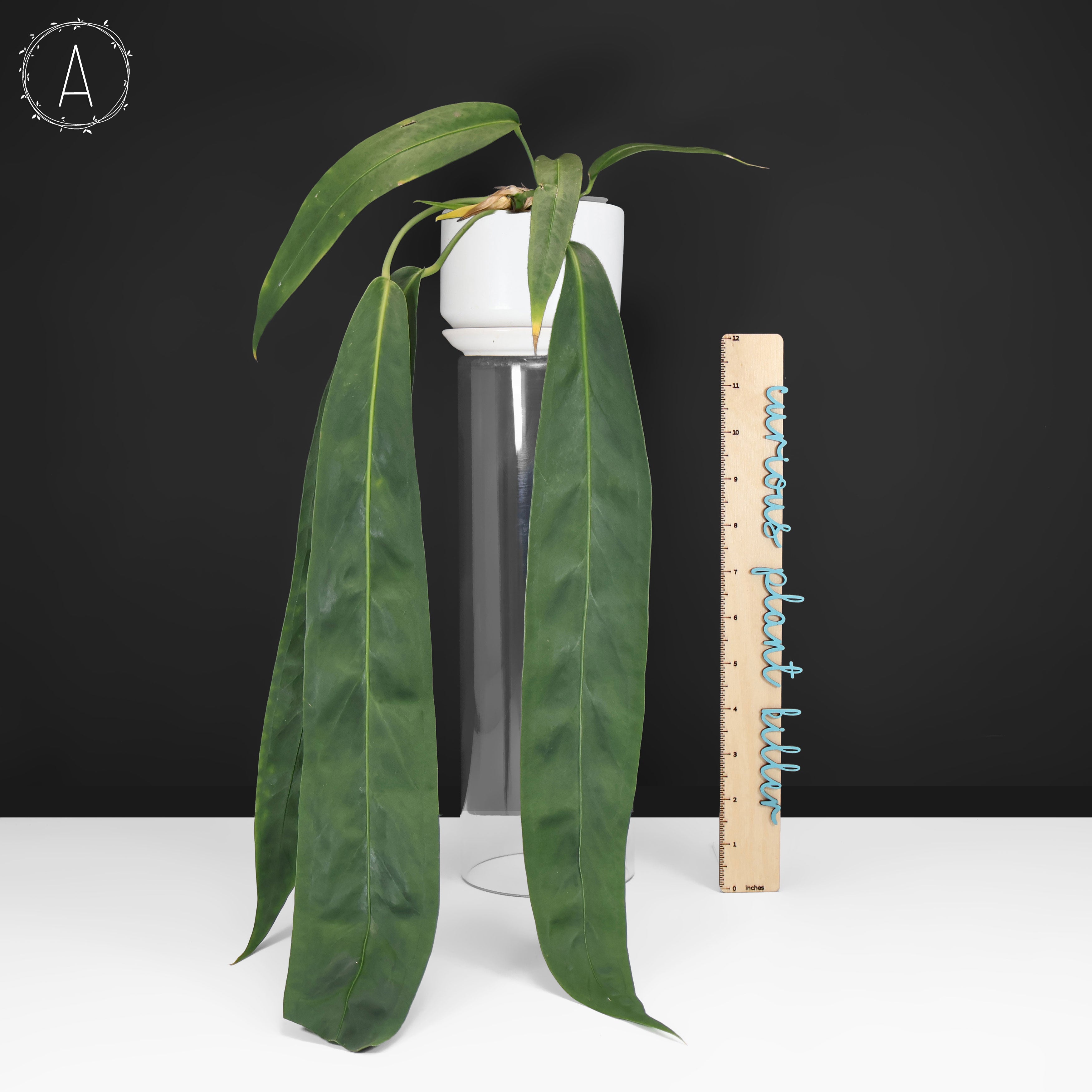 Anthurium Wendlingeri (Rio Gloria) – Curious Plant Killer