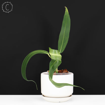 Anthurium Wendlingeri