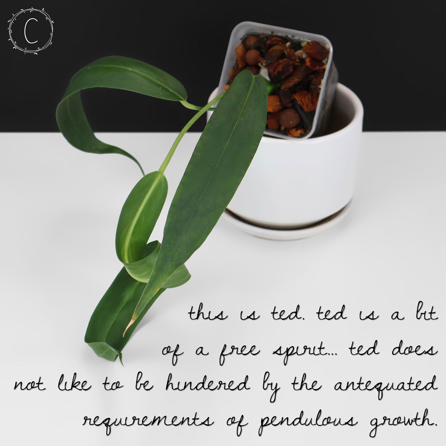 Anthurium Wendlingeri