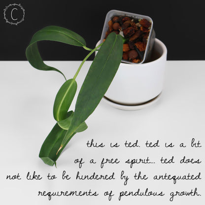 Anthurium Wendlingeri