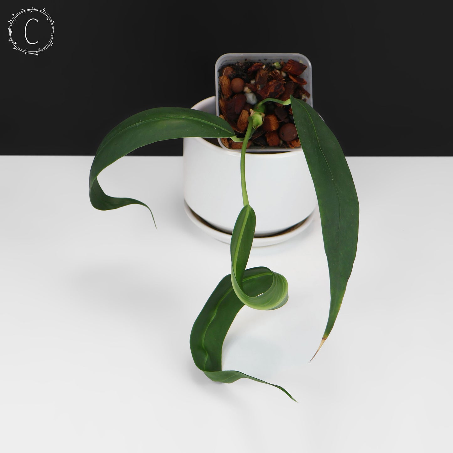Anthurium Wendlingeri