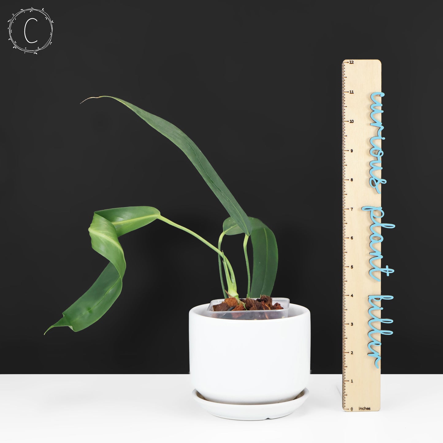 Anthurium Wendlingeri