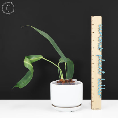 Anthurium Wendlingeri