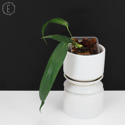 Anthurium Wendlingeri