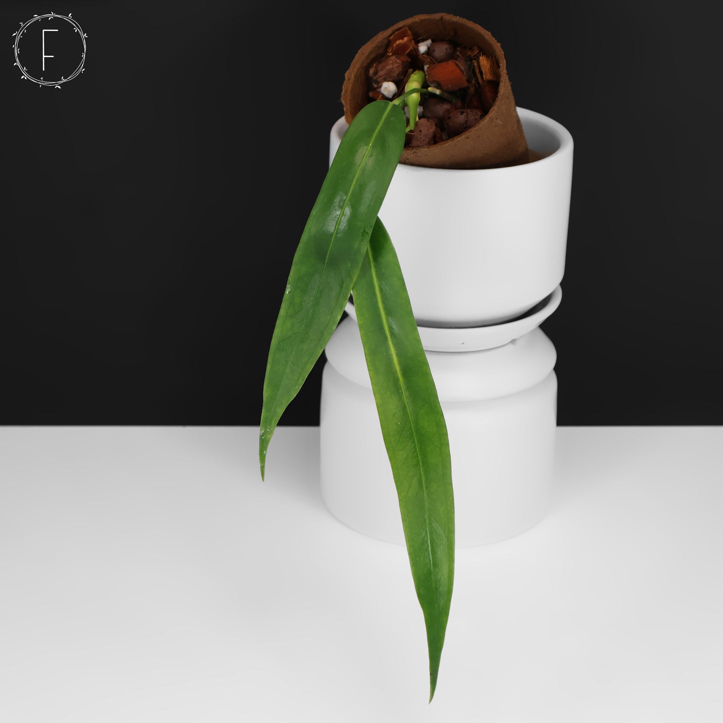 Anthurium Wendlingeri (Rio Gloria)