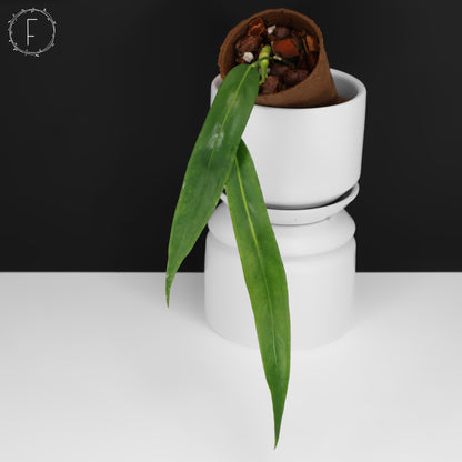Anthurium Wendlingeri (Rio Gloria)