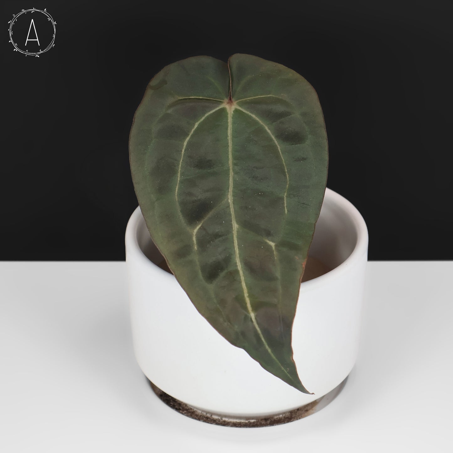 Anturio Barry Blue Velvet NoID x (Carla x Forgetii)