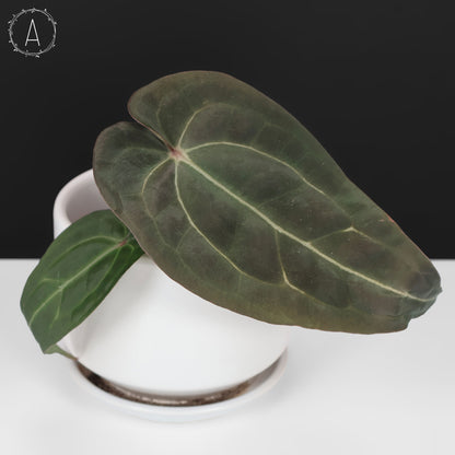 Anturio Barry Blue Velvet NoID x (Carla x Forgetii)