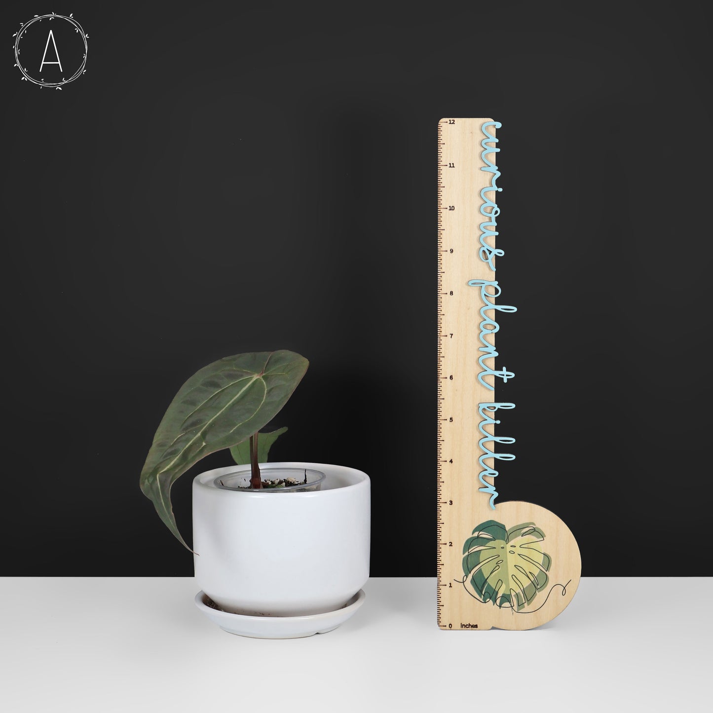 Anturio Barry Blue Velvet NoID x (Carla x Forgetii)