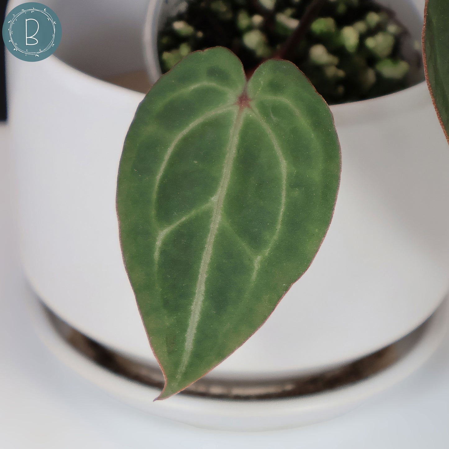 Anturio Barry Blue Velvet NoID x (Carla x Forgetii)