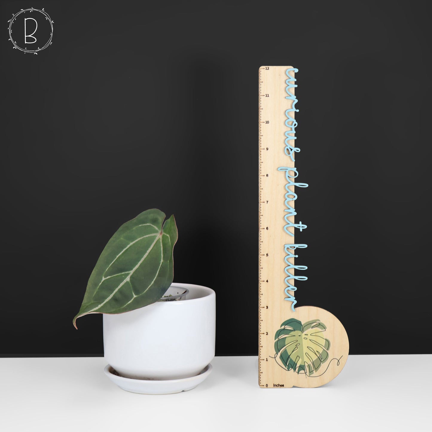 Anturio Barry Blue Velvet NoID x (Carla x Forgetii)