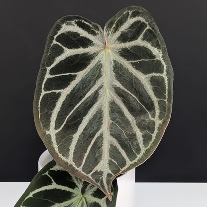 Anthurium Dorayaki Silver Mutation