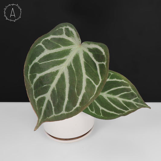Anthurium Dorayaki Silver x Red Crystallinum