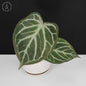 Anthurium Dorayaki Silver x Red Crystallinum