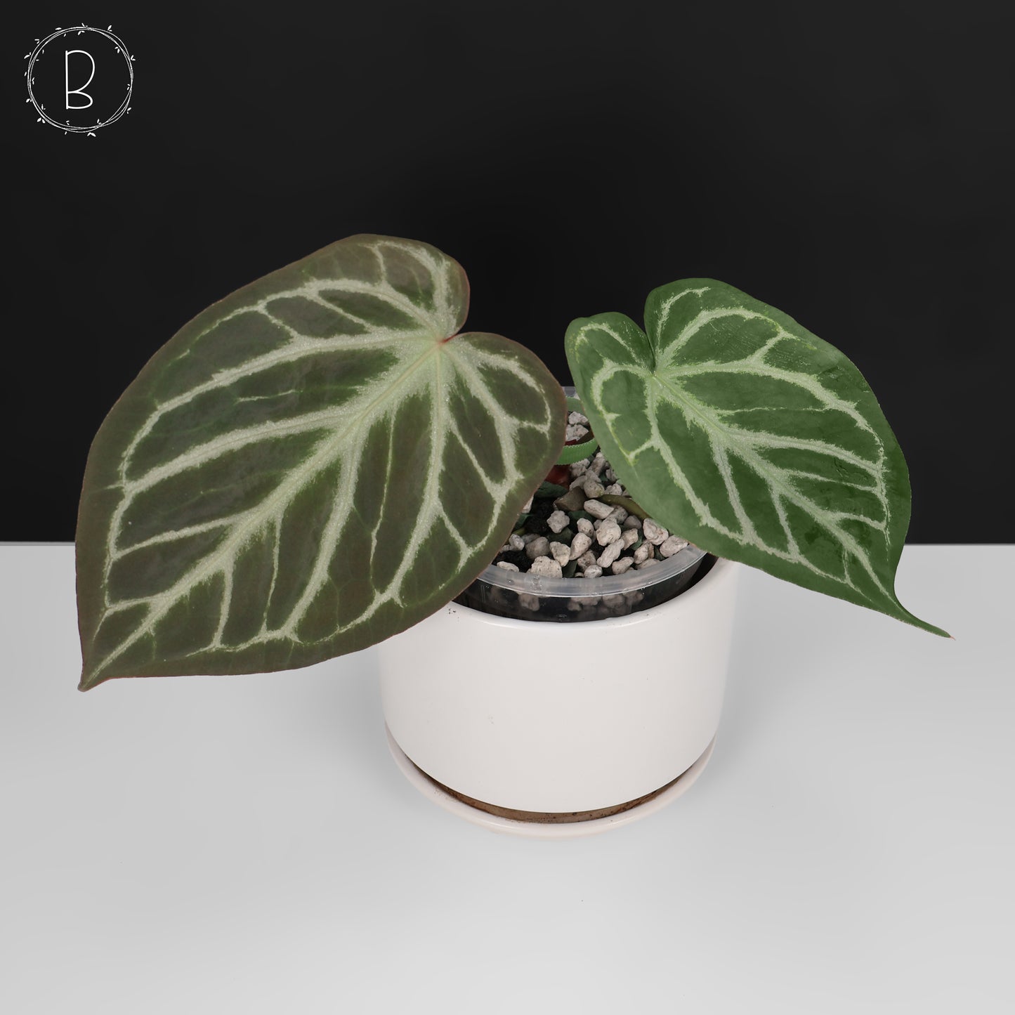 Anthurium Dorayaki Silver x Red Crystallinum