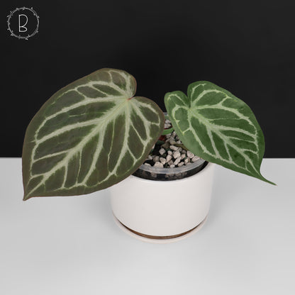 Anthurium Dorayaki Silver x Red Crystallinum