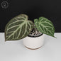 Anthurium Dorayaki Silver x Red Crystallinum