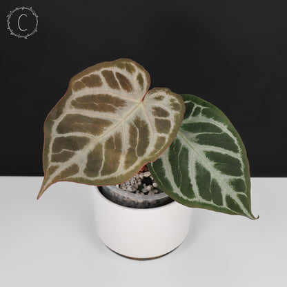 Anthurium Dorayaki Silver x Red Crystallinum