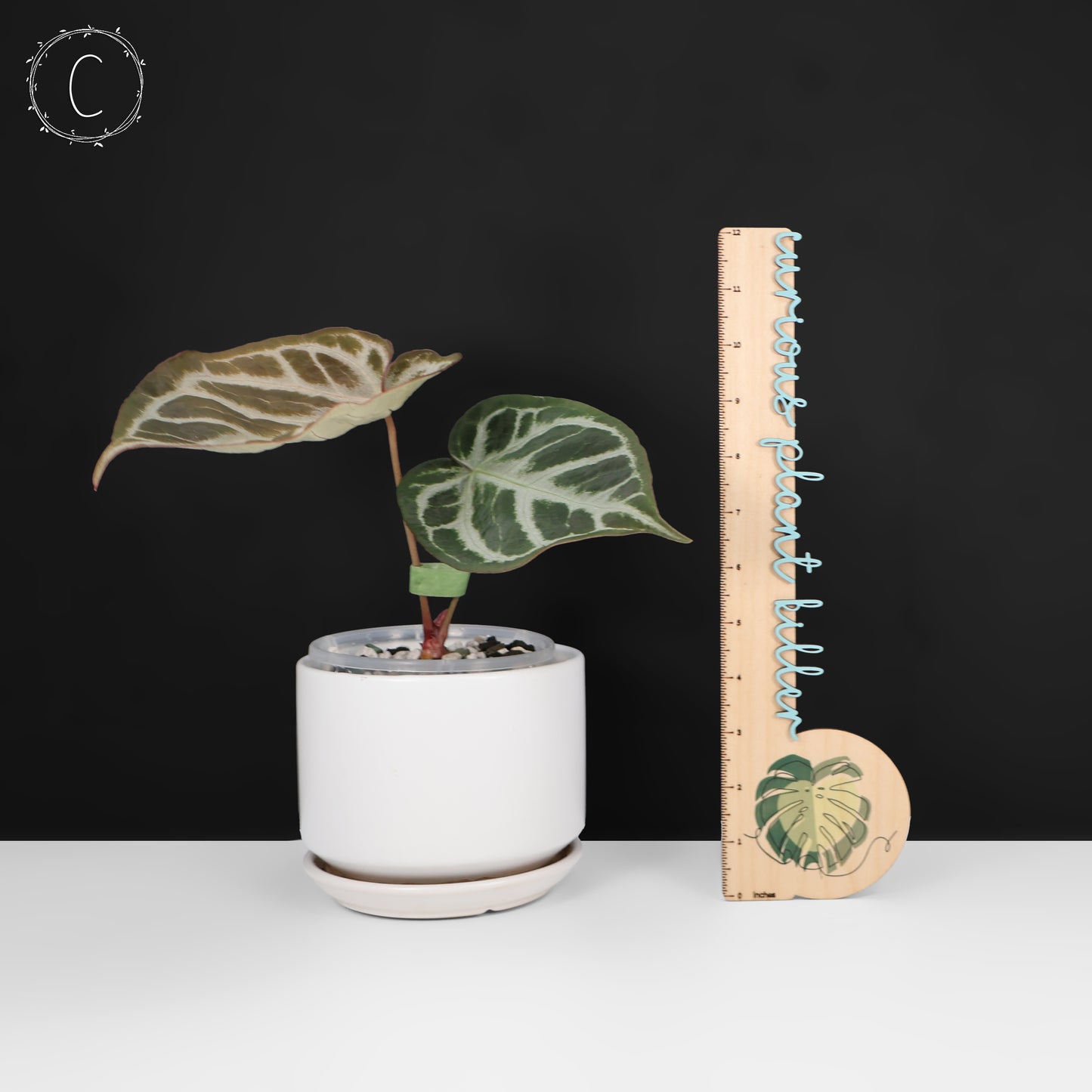 Anthurium Dorayaki Silver x Red Crystallinum