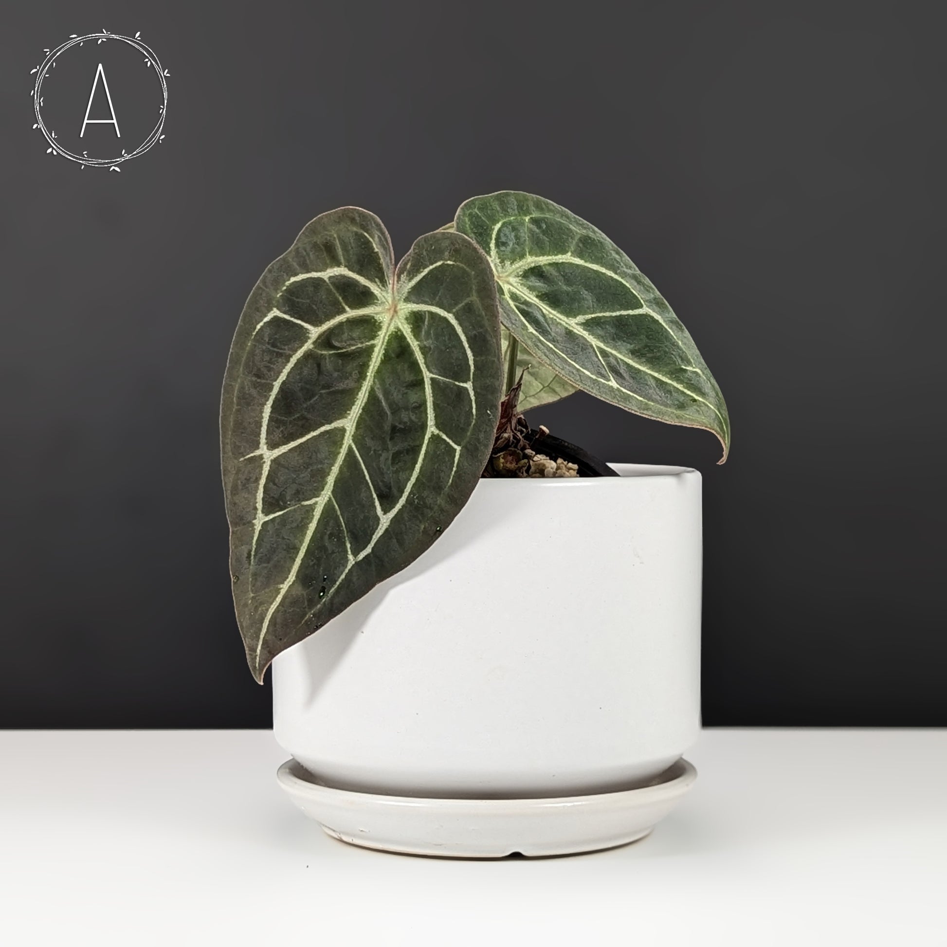 anthurium forgetii x cristallinum Anthurium Forgetii x Red Crystallinum (NSE) – Curious Plant Killer