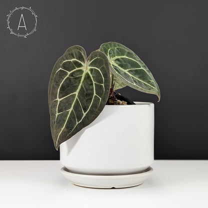anthurium clarinervium x forgetii Anthurium Forgetii x Red Crystallinum (NSE)
