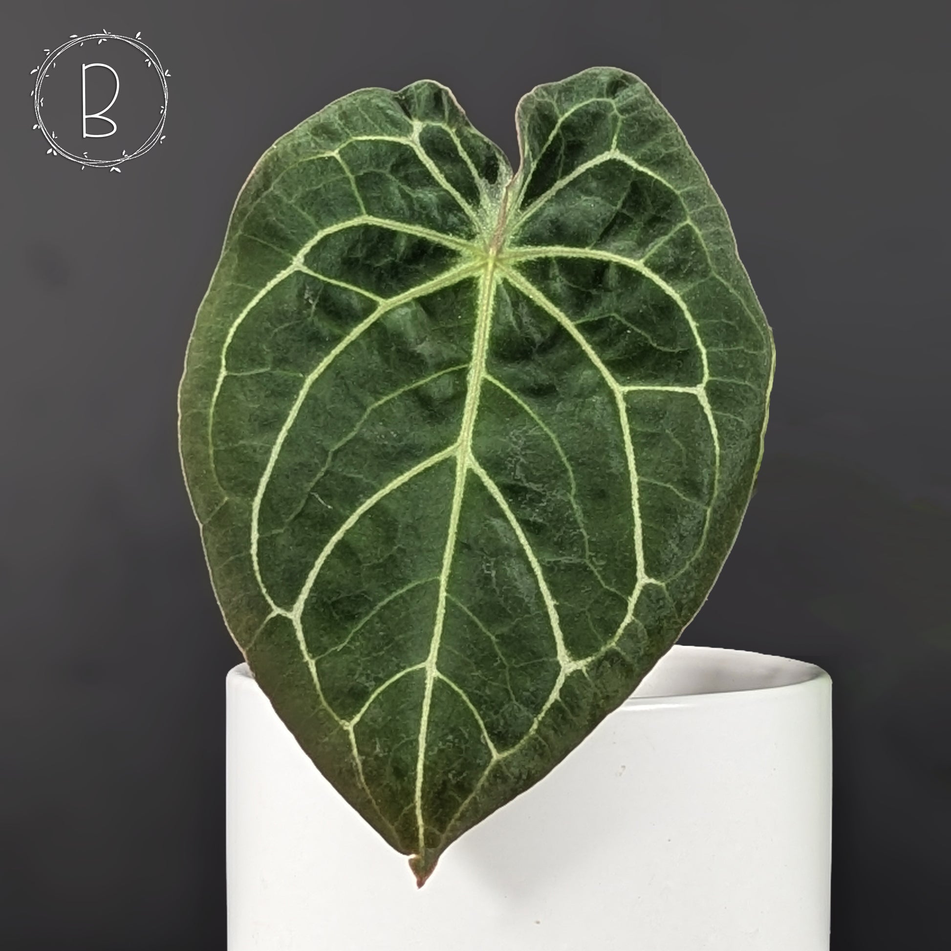 anthurium clarinervium x forgetii Anthurium Forgetii x Red Crystallinum (NSE) – Curious Plant Killer