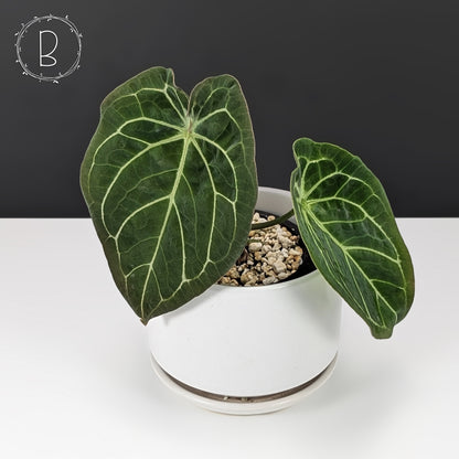 anthurium forgetii x cristallinum Anthurium Forgetii x Red Crystallinum (NSE) – Curious Plant Killer