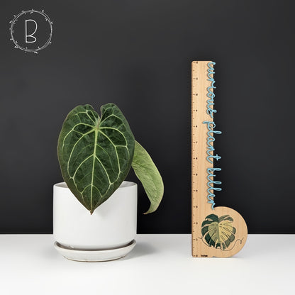 anthurium forgetii vs crystallinum Anthurium Forgetii x Red Crystallinum (NSE) – Curious Plant Killer