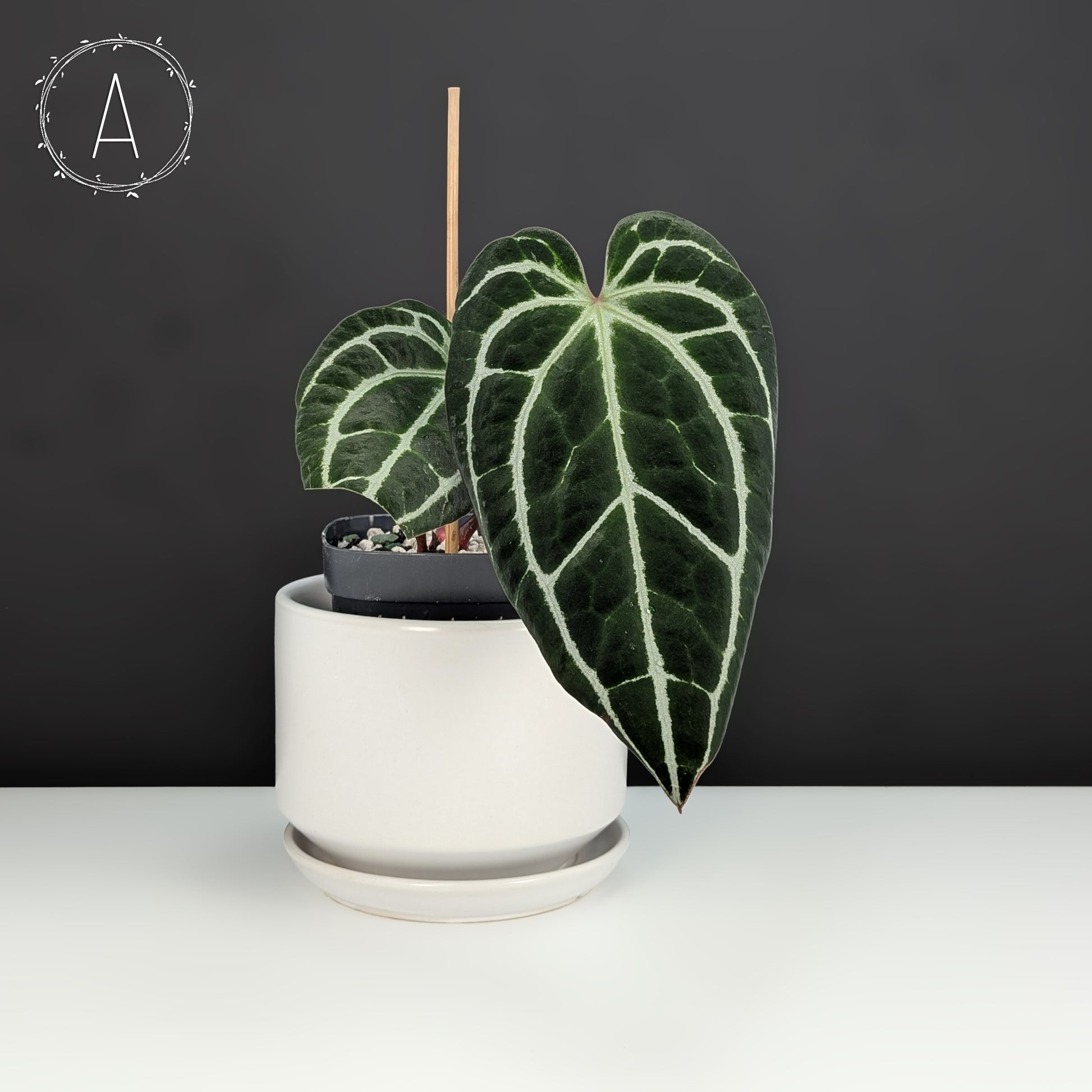 anthurium crystallinum potting mix Anthurium King Crystallinum