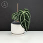 Anthurium King Crystallinum