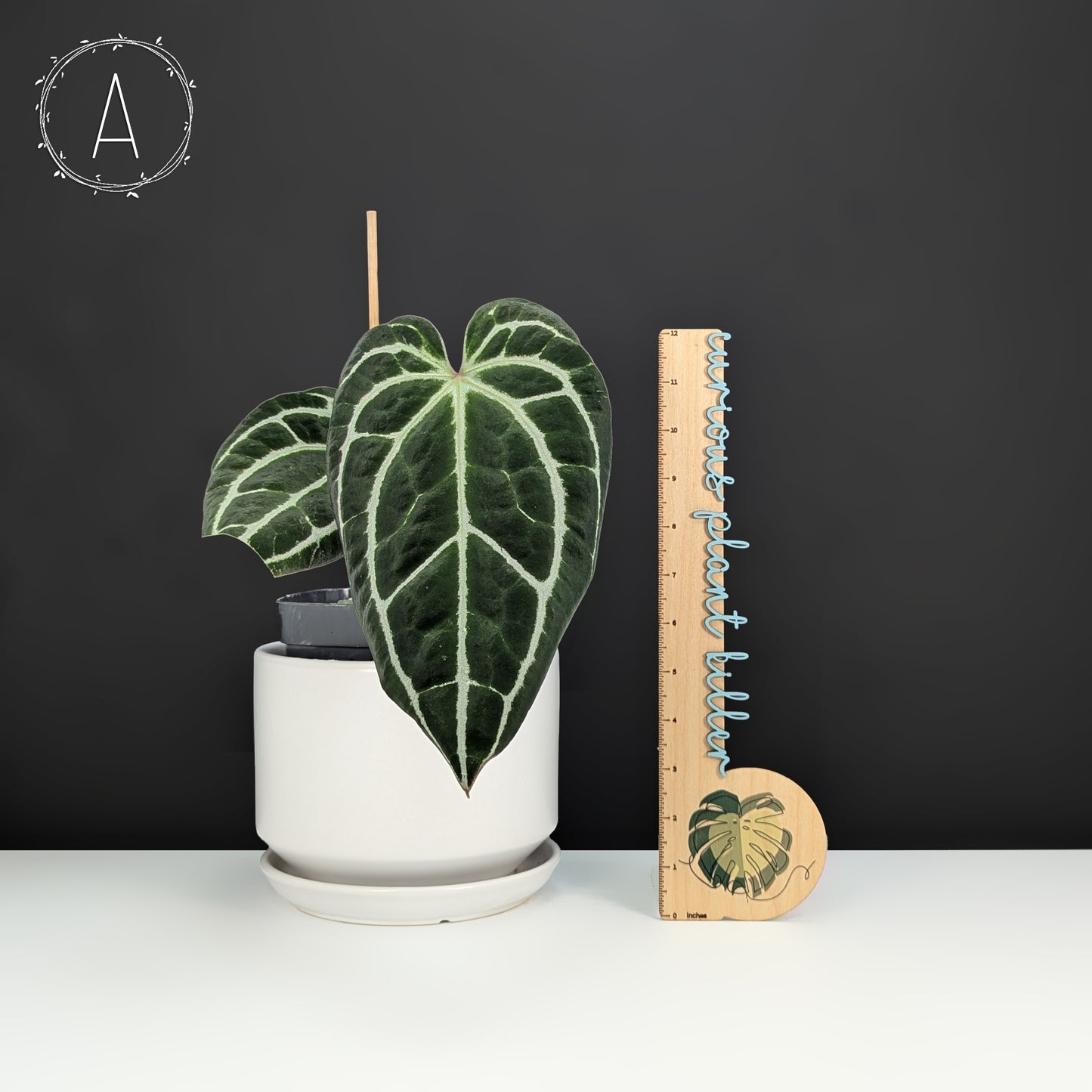 Anthurium King Crystallinum