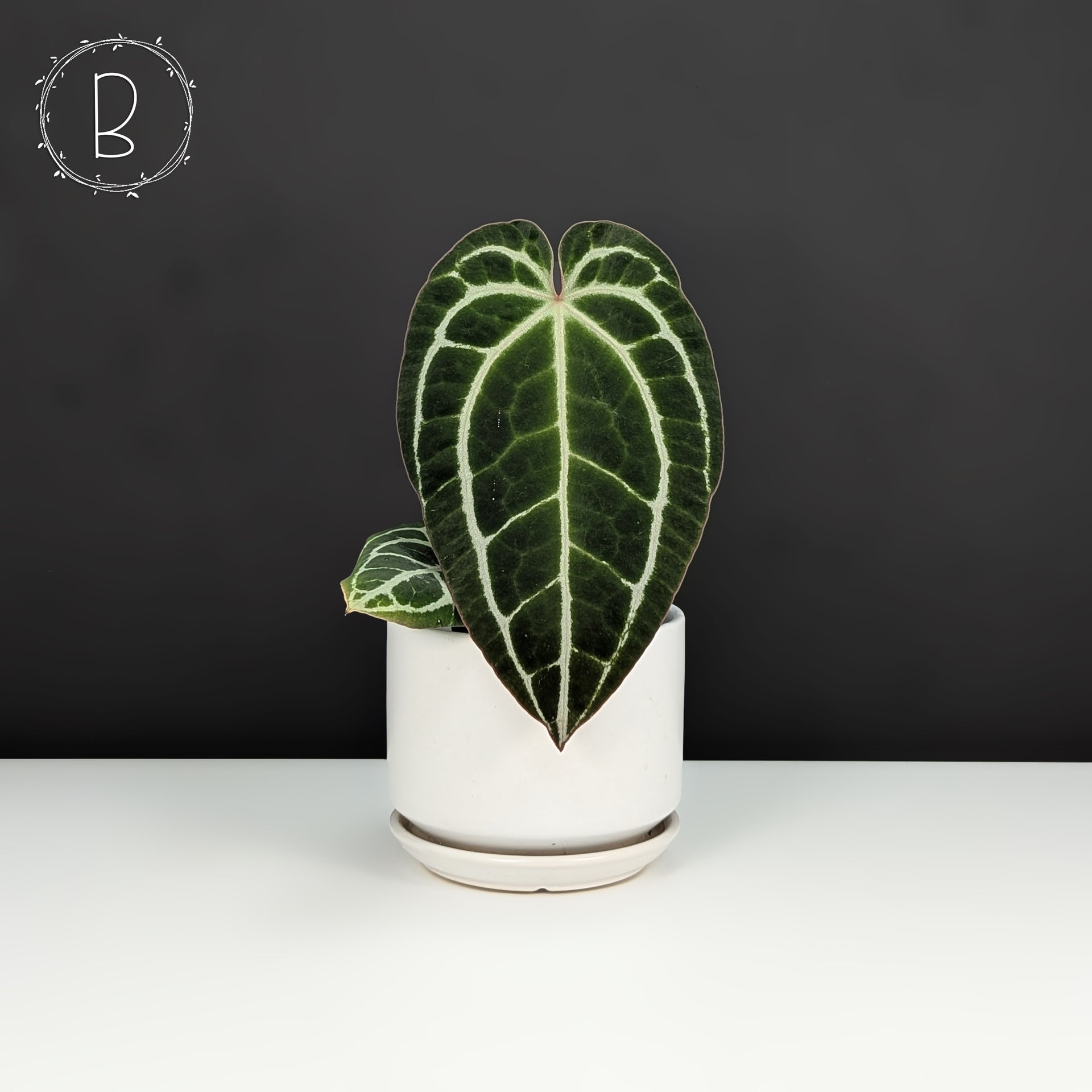 Anthurium King Crystallinum – Curious Plant Killer