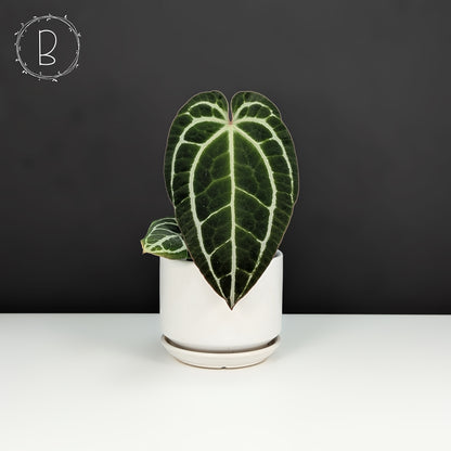 Anthurium King Crystallinum