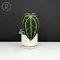 Anthurium King Crystallinum