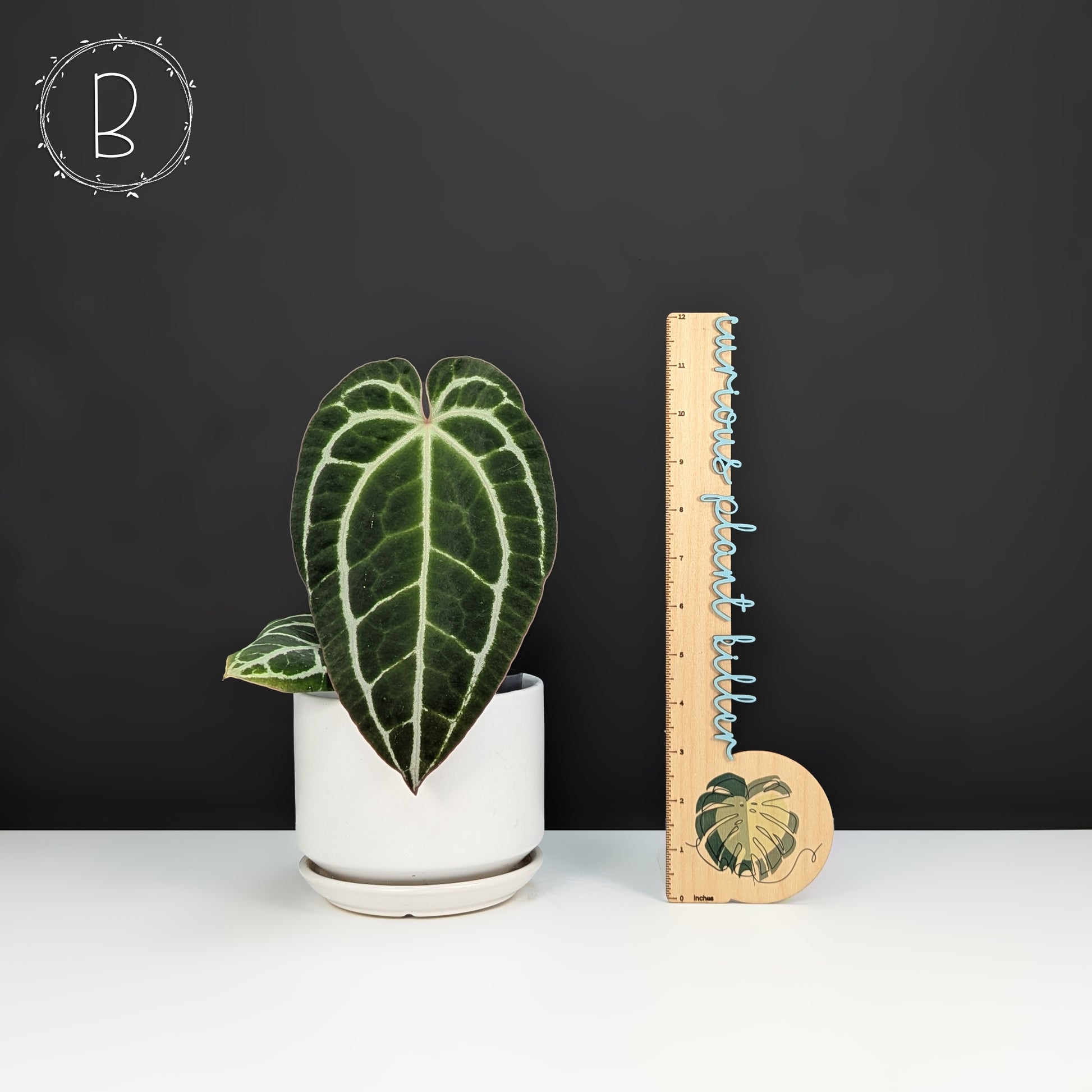 anthurium bakeri x crystallinum Anthurium King Crystallinum – Curious Plant Killer