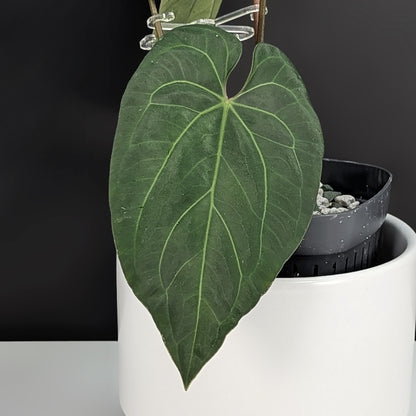 Anthurium Papillilaminum