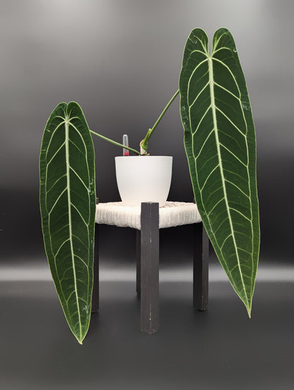 Anthurium Warocqueanum