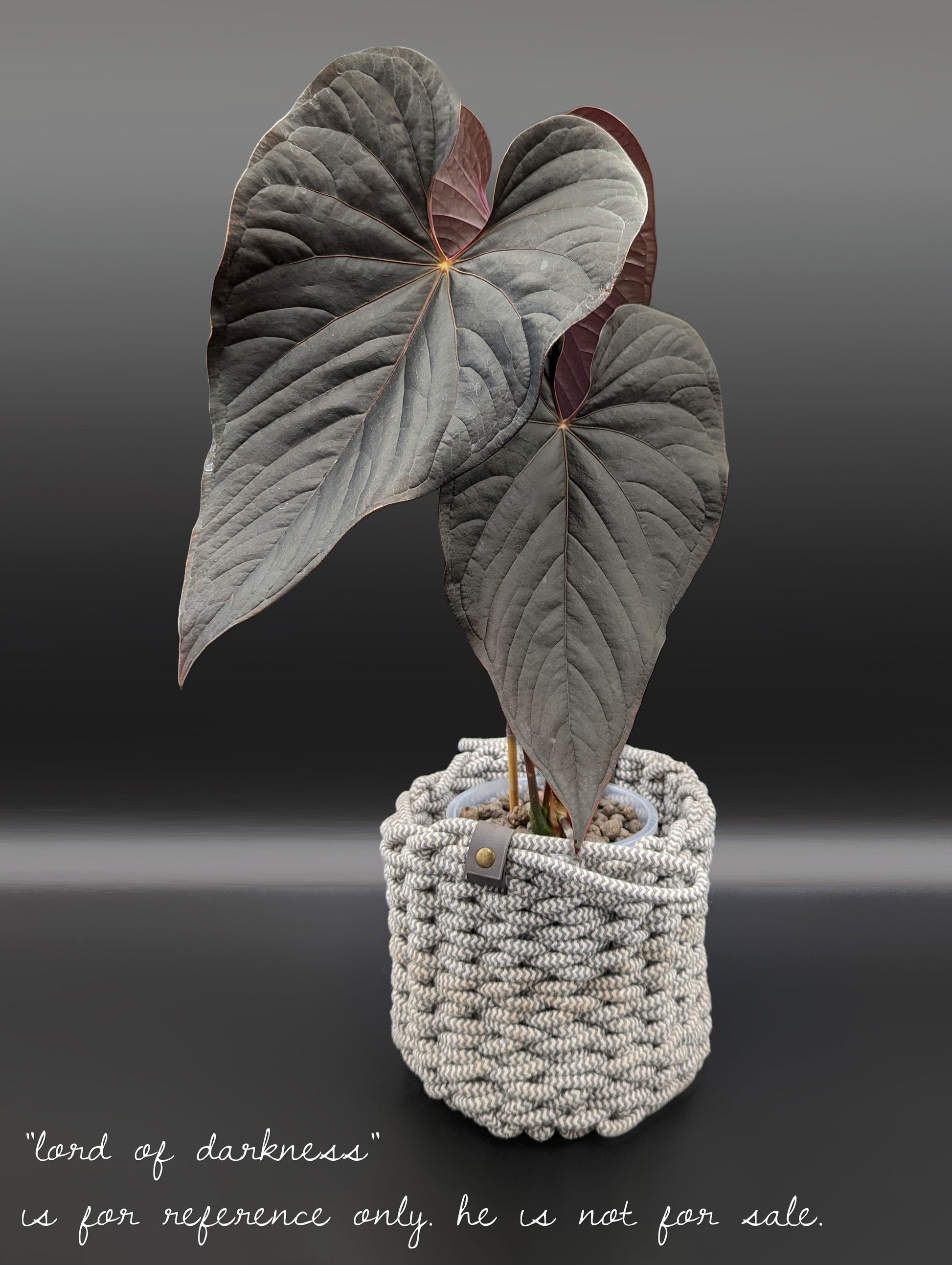 anthurium moodeanum Anthurium Mysterious Dark Boi – Curious Plant Killer