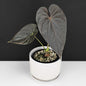 Anthurium Mysterious Dark Boi
