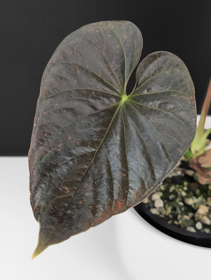 Anthurium Mysterious Dark Boi