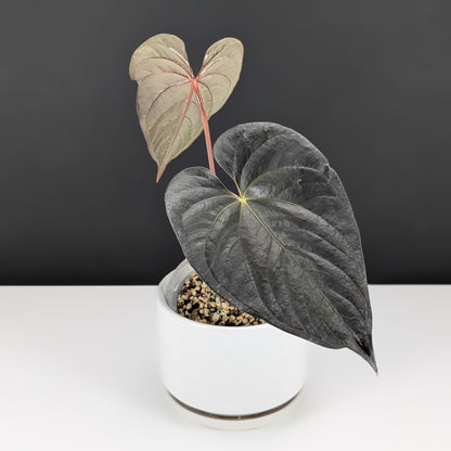 Anthurium Mysterious Dark Boi