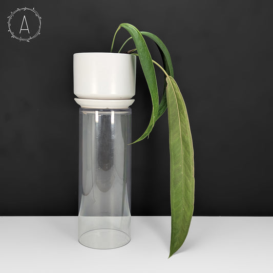 Anthurium Wendlingeri