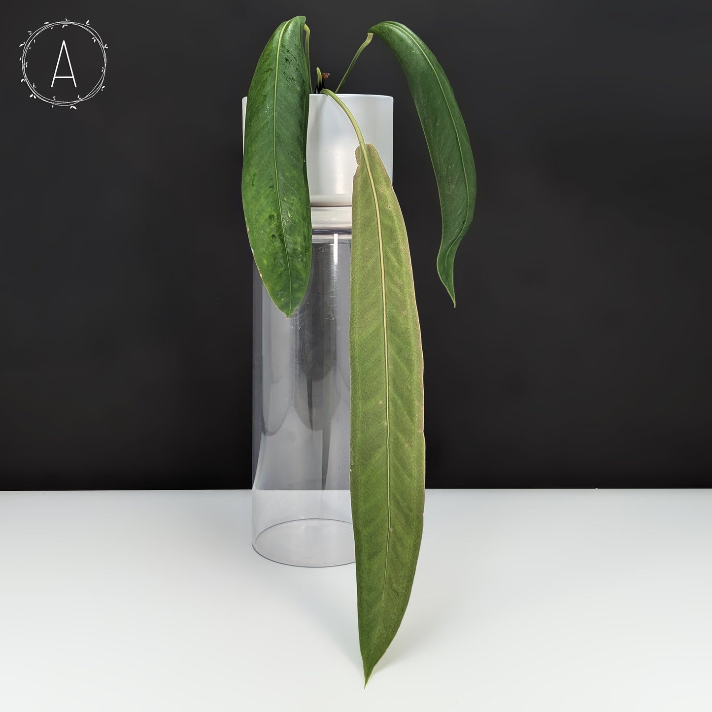 Anthurium Wendlingeri
