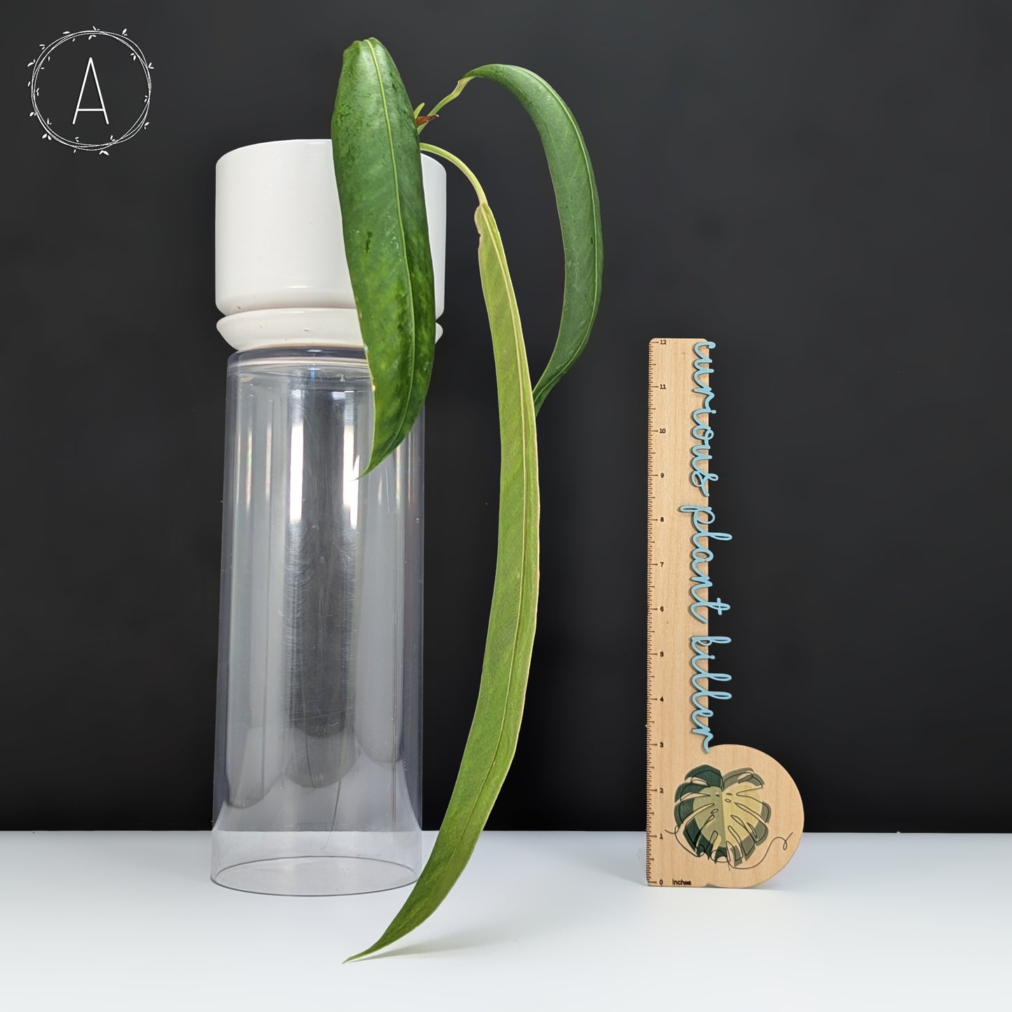 Anthurium Wendlingeri