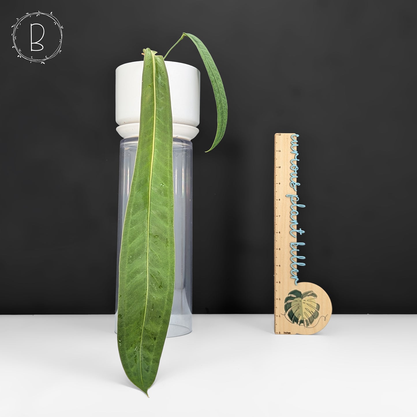 Anthurium Wendlingeri