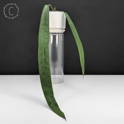 Anthurium Wendlingeri