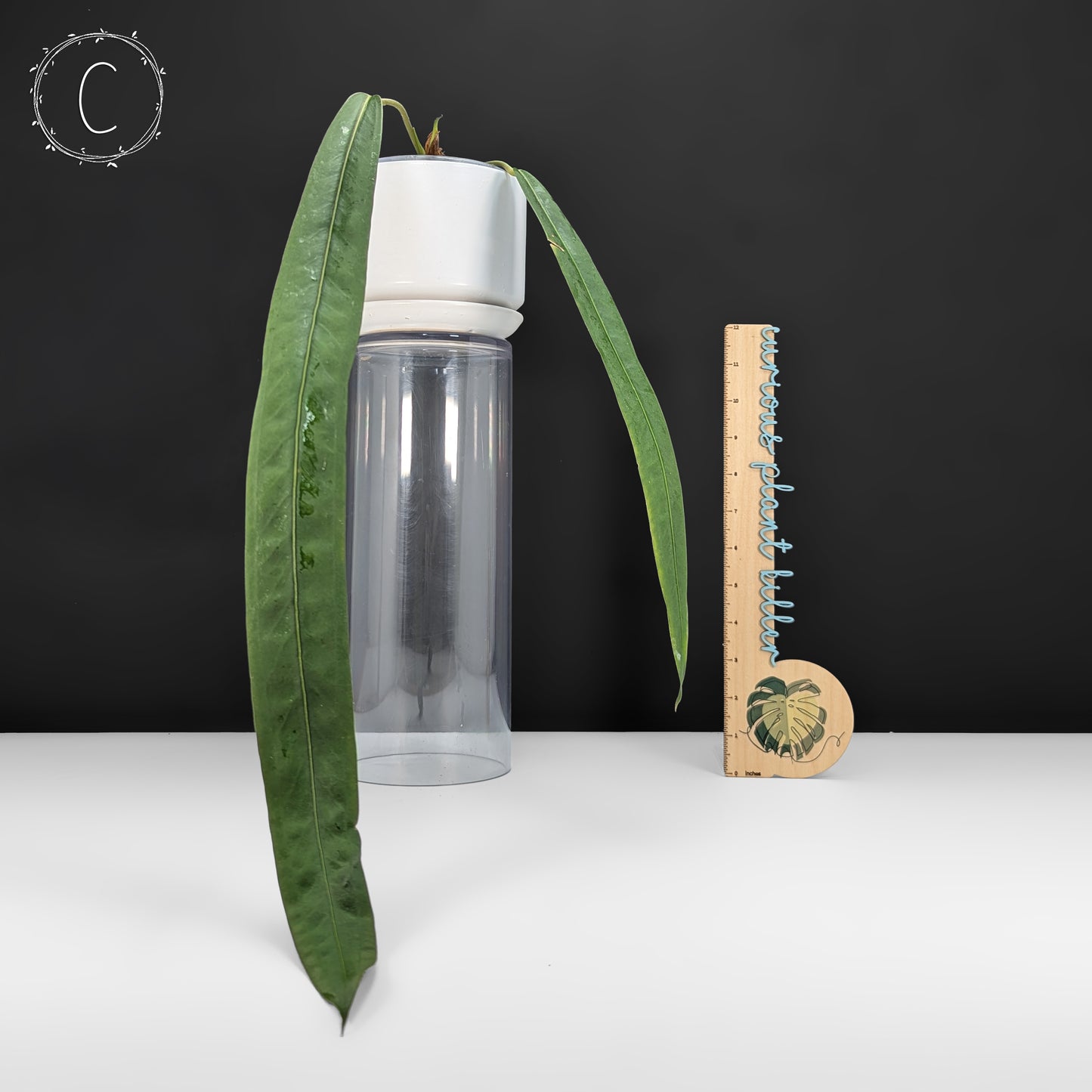 Anthurium Wendlingeri